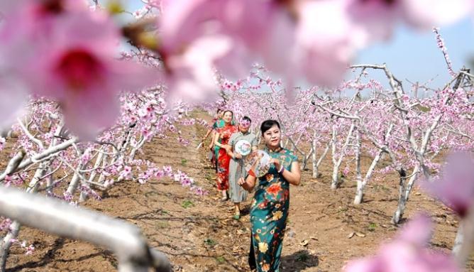 青岛市即墨区桃花盛开迎游客 农旅融合促致富