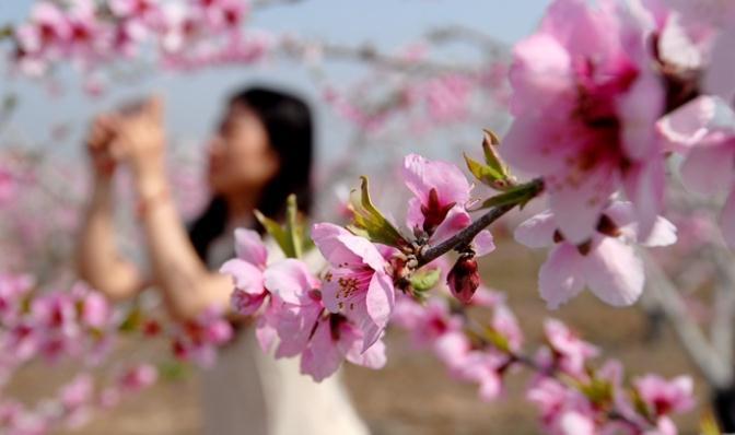 青岛市即墨区桃花盛开迎游客 农旅融合促致富