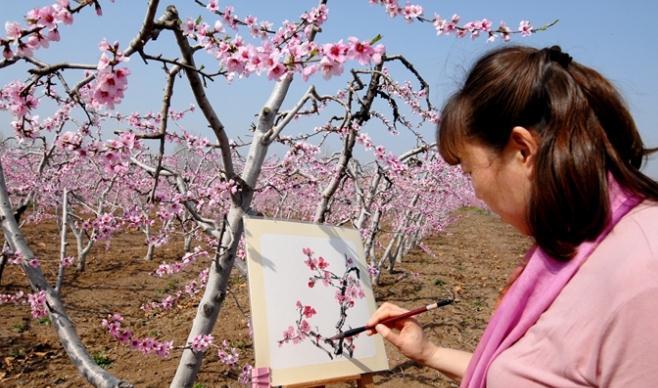 青岛市即墨区桃花盛开迎游客 农旅融合促致富
